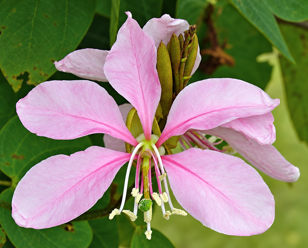 Bauhinia variegata Pink Flower Bauhinia variegata pink flower with white anthers and a green stigma