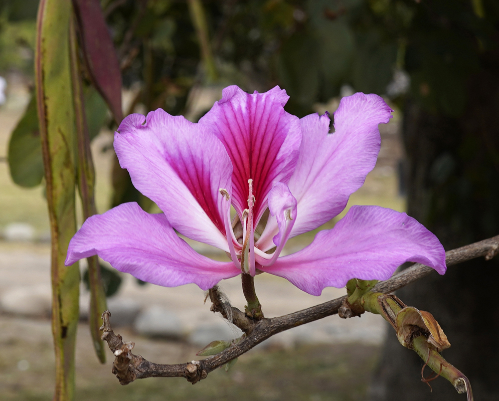 Bauhinia variegata pink flower with white anthers and a green stigma