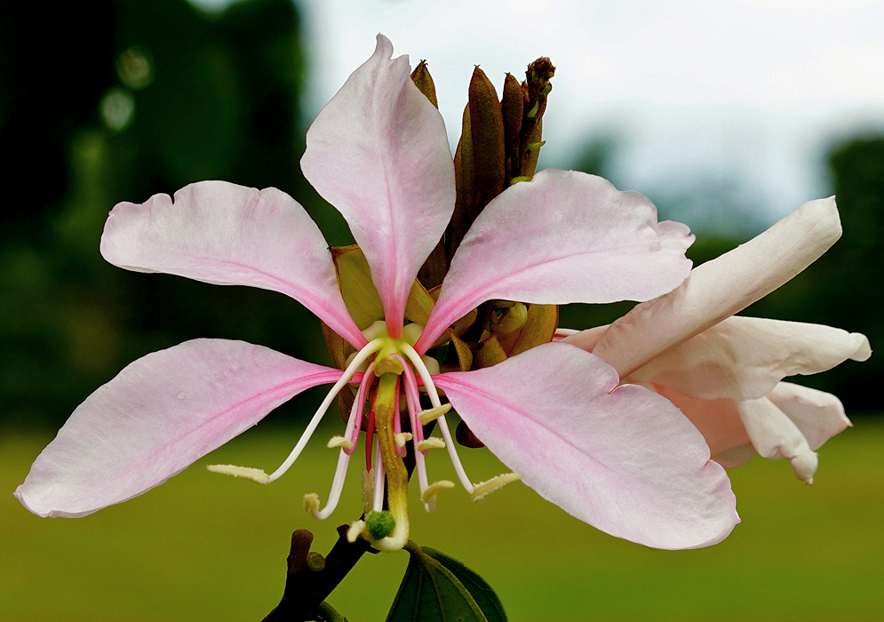 Pink Bauhinia variegata flower with white anthers and a green stigma