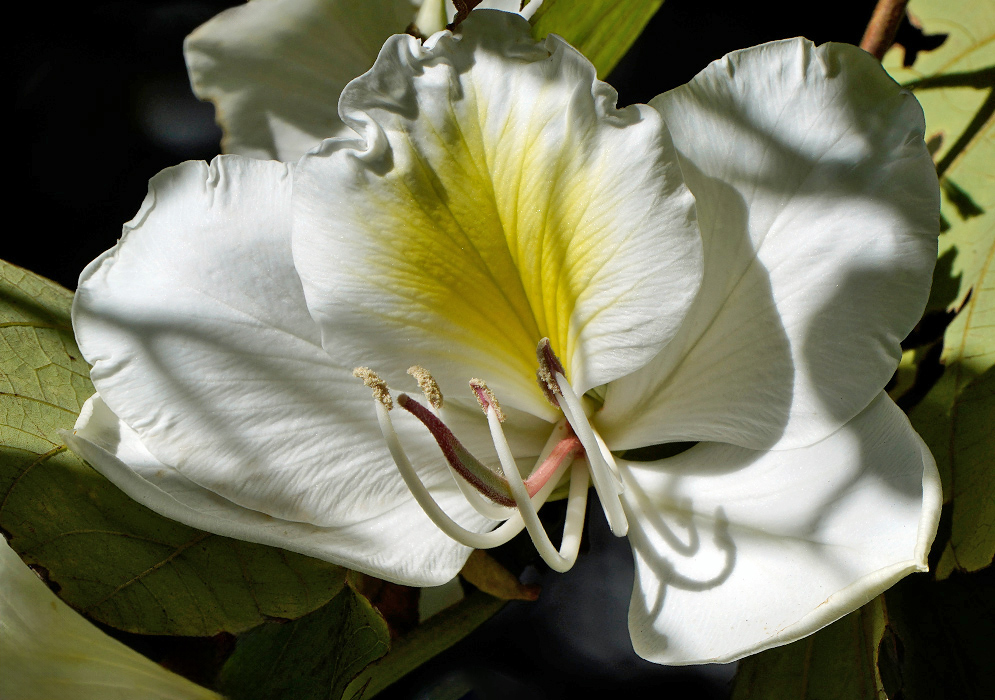 A single white Bauhinia variegata flower with five ruffled petals and a yellow-streaked upper petal, surrounded by pale green leaves in partial shade