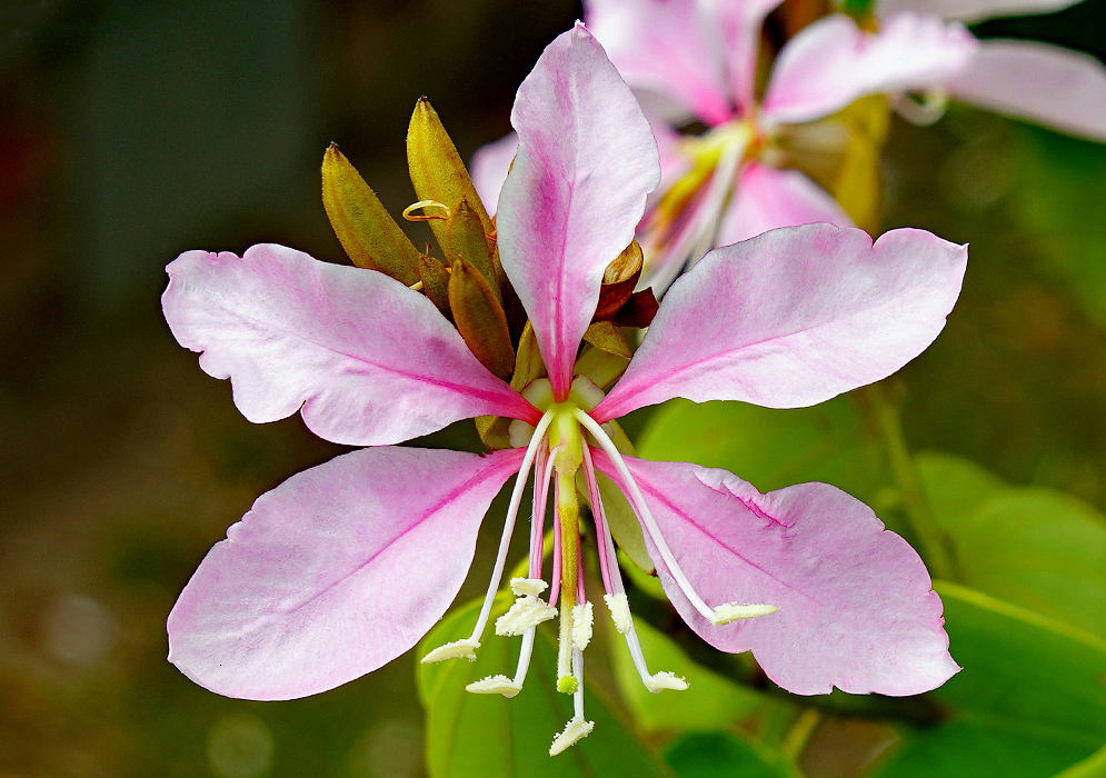 Pink Bauhinia variegata flower with white anthers