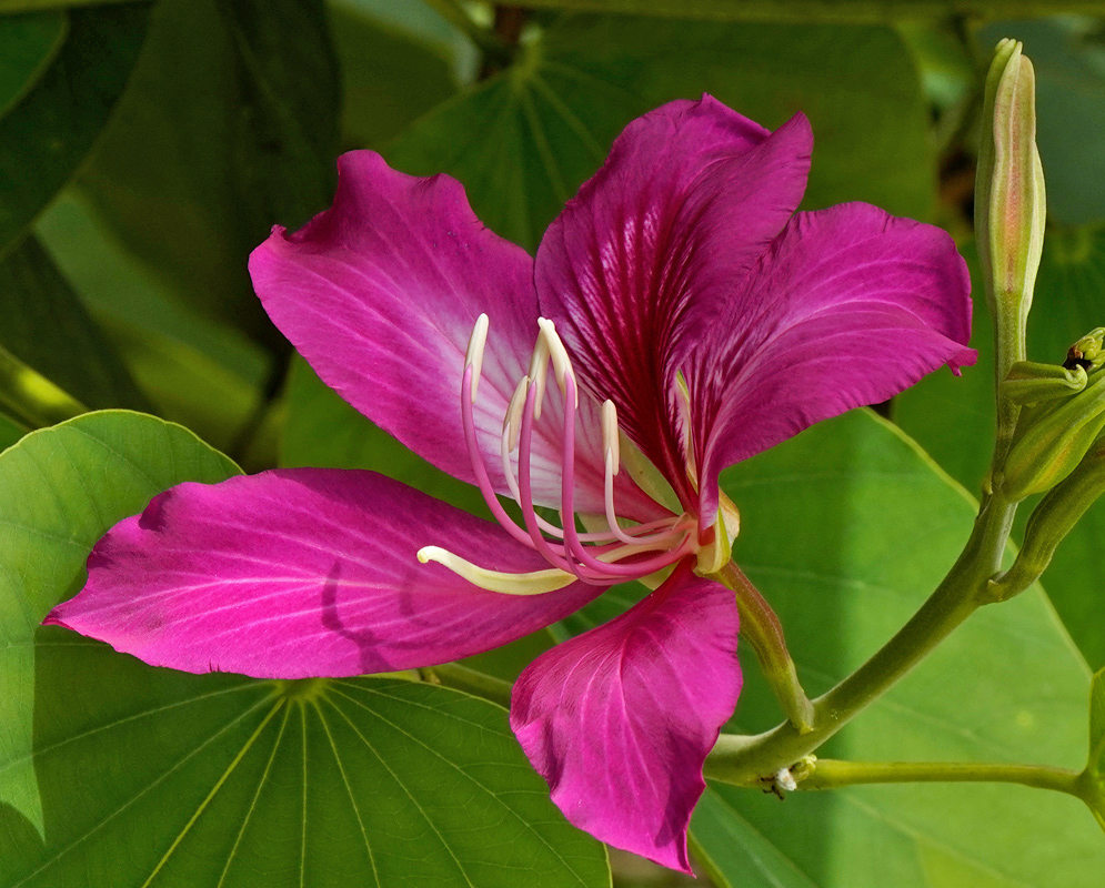 Bauhinia x blakeana Orchid Flower bauhinia x blakeana flower with five broad magenta petals showing pale streaks on the upper petal and long white curving stamens, set against green foliage