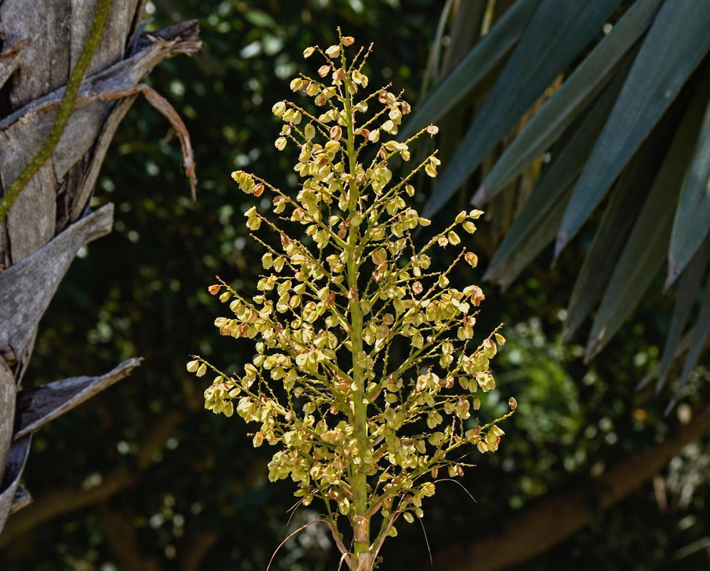Beaucarnea goldmanii carries a tall branching cluster of small yellow flowers among narrow leaves