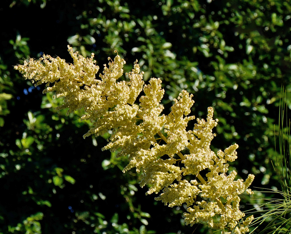 Beaucarnea guatemalensis inflorescence forming a large upright cluster of numerous tiny pale yellow flowers, emerging above long narrow leaves with a dark green background