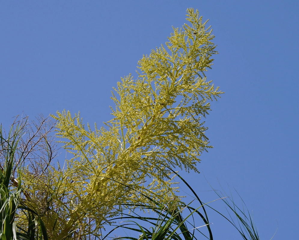 A Beaucarnea pliabilis flower stalk branches into fine sprays against a blue sky