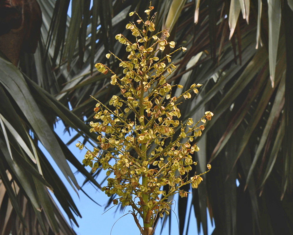 A Beaucarnea recurvata flower cluster has small yellow blooms on spreading green branches