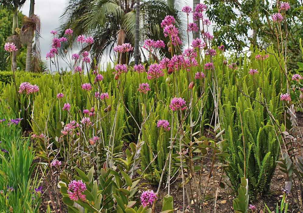 Epidendrum secundum inflorescences with purple flowers under cloudy skies