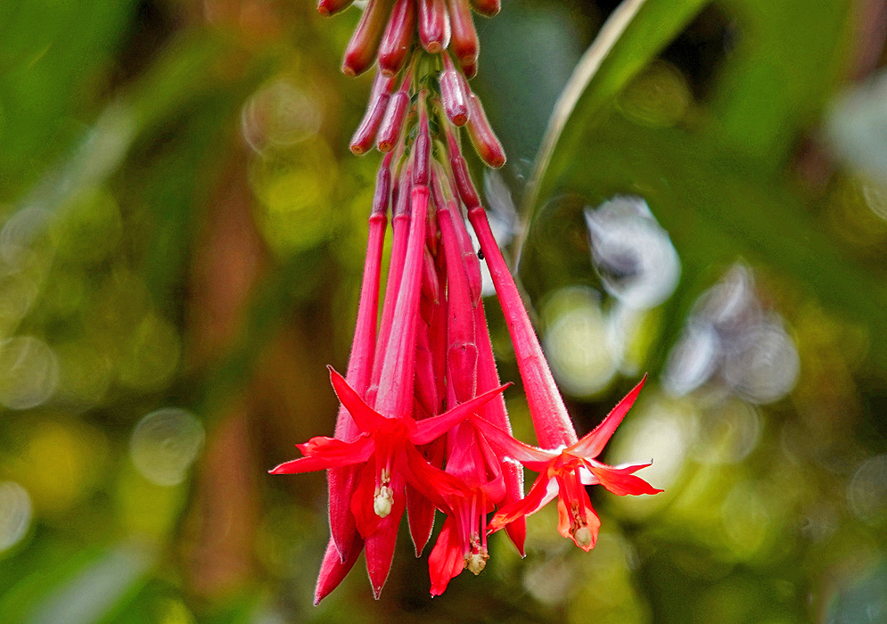 A hanging Fuchsia boliviana red flower cluster