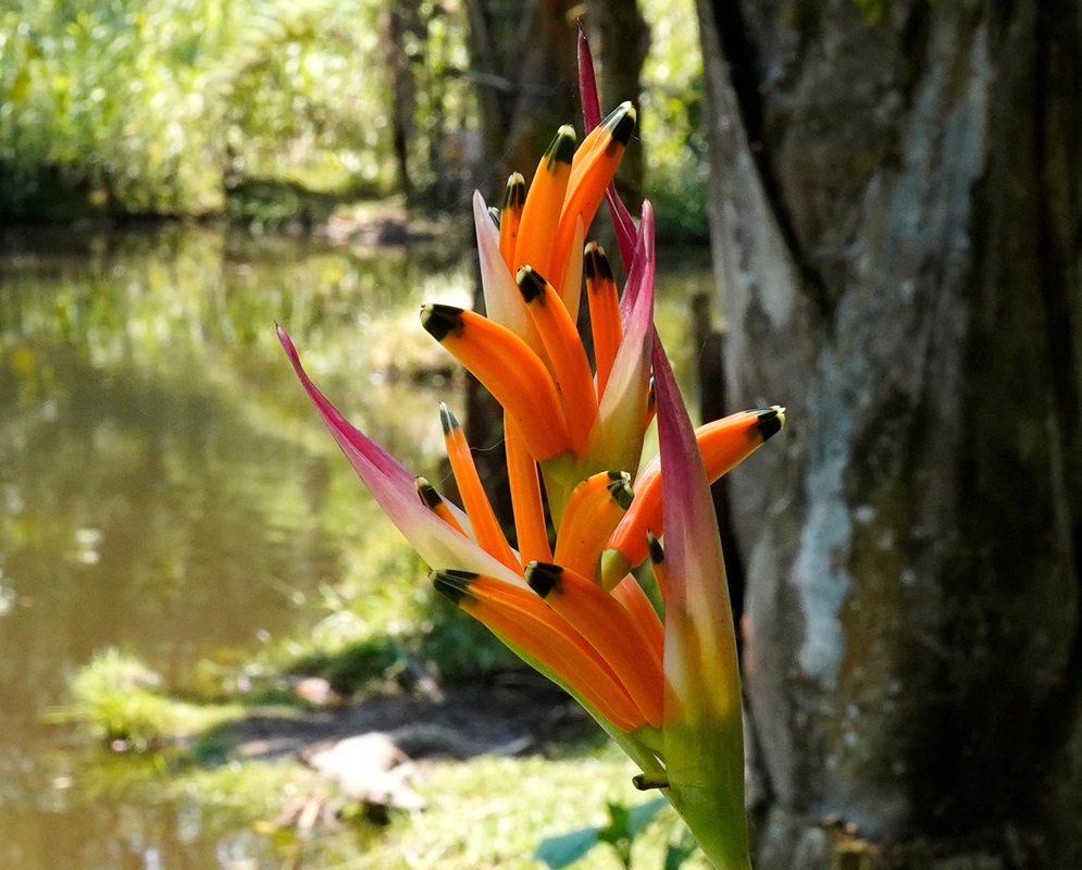 A vibrant Heliconia psittacorum flower with pink and orange bracts and dark-tipped petals near a tranquil water scene