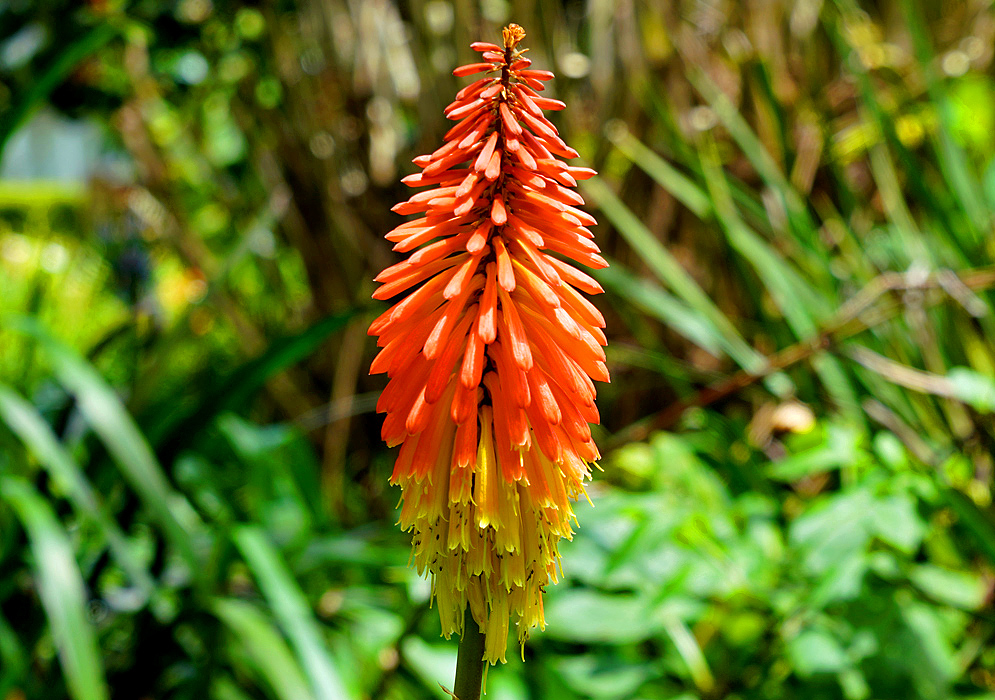 Red and yellow Kniphofia inflorescence