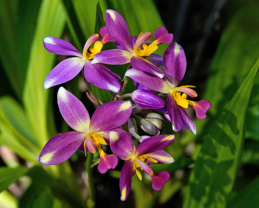 A vibrant cluster of pink and yellow Spathoglottis plicata flowers in full bloom against a soft green background