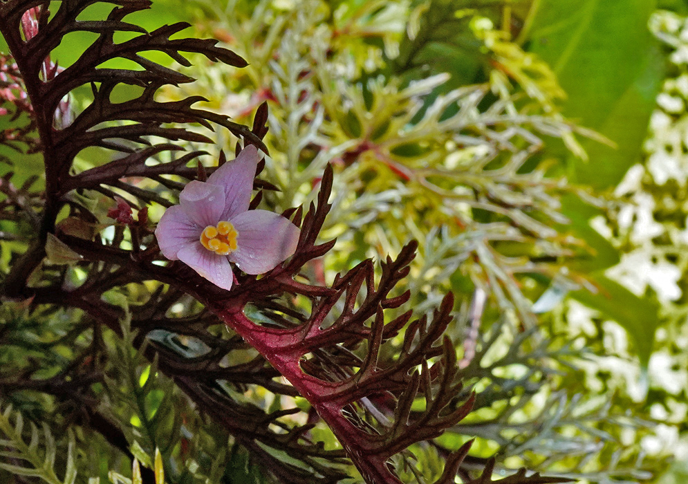 Begonia bipinnatifida flower with pale pink petals and bright yellow stamens emerging among deeply divided reddish foliage