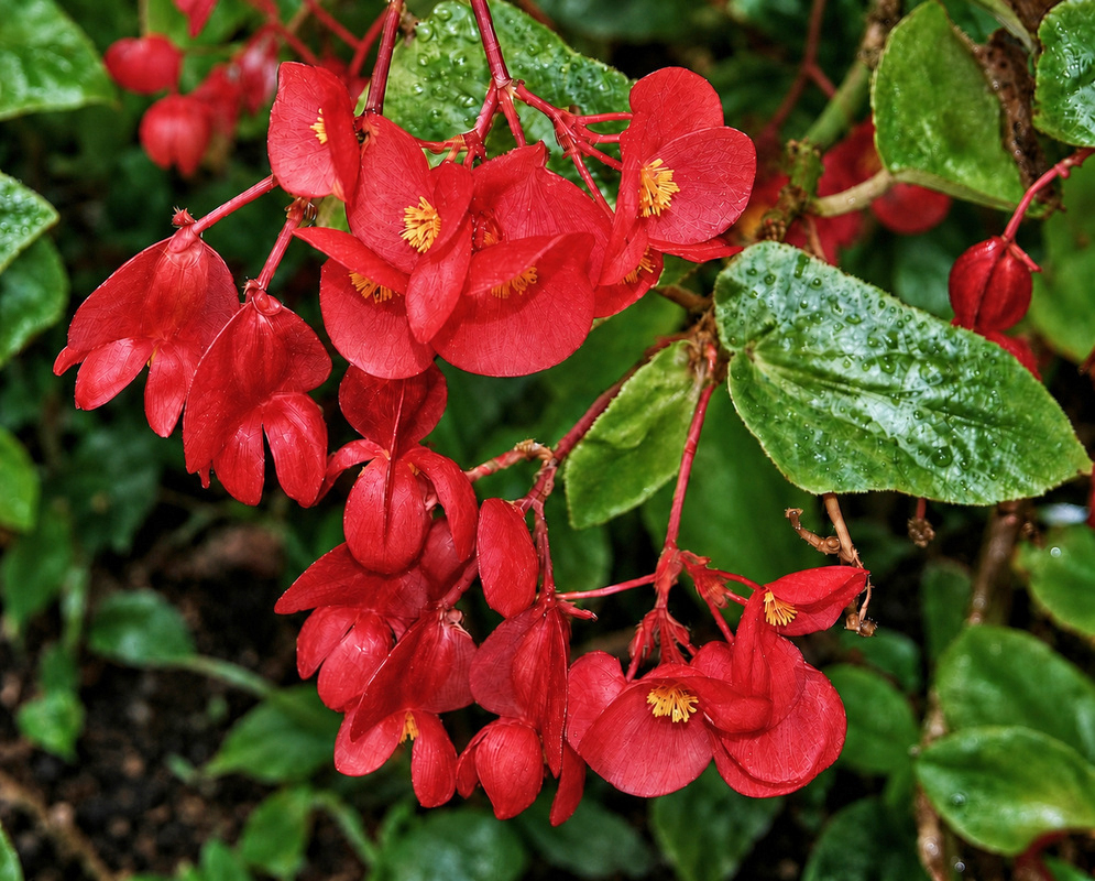 Pendant clusters of bright red Begonia coccinea flowers with yellow stamens among glossy rain-covered leaves