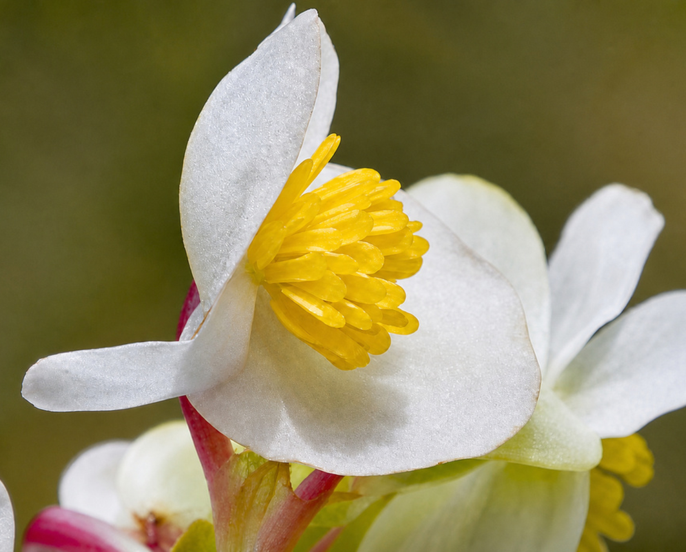 White Begonia cucullata Flower White Begonia cucullata flower with bright yellow stamens and pink-tinged stems