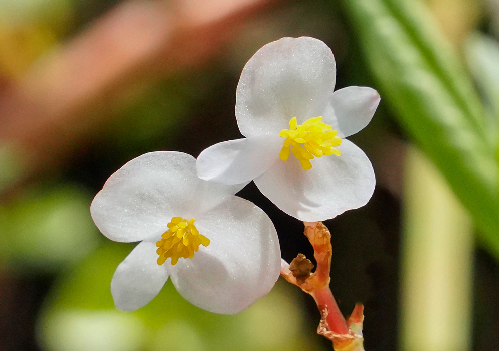 Two white Begonia cucullata flower with yellow stamens