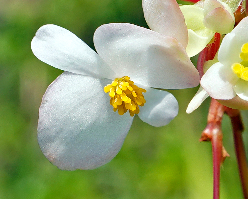 White Begonia cucullata flower with yellow stamens