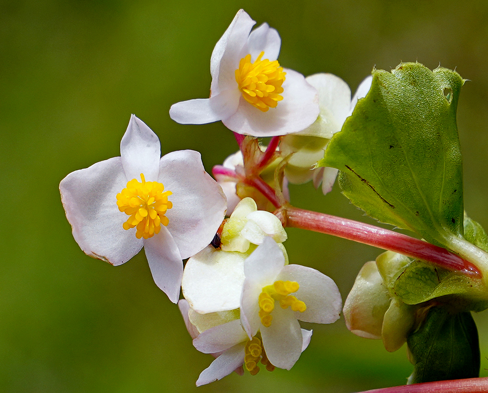 Begonia cucullata inflorescene with white flowesr and yellow stamens