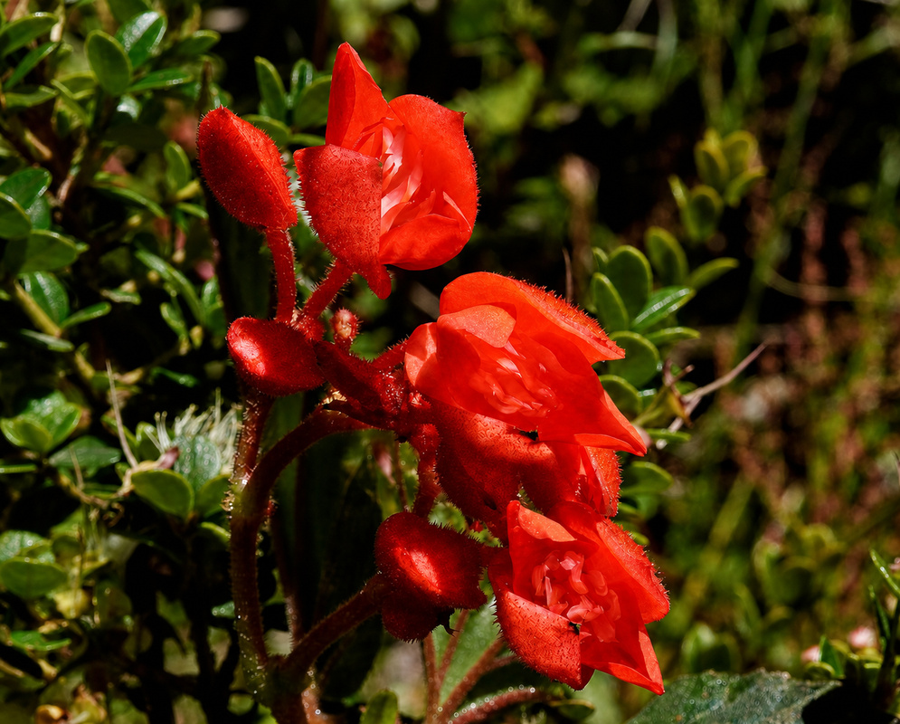 Cluster of vivid red Begonia ferruginea flowers and fuzzy unopened buds on densely hairy red stems