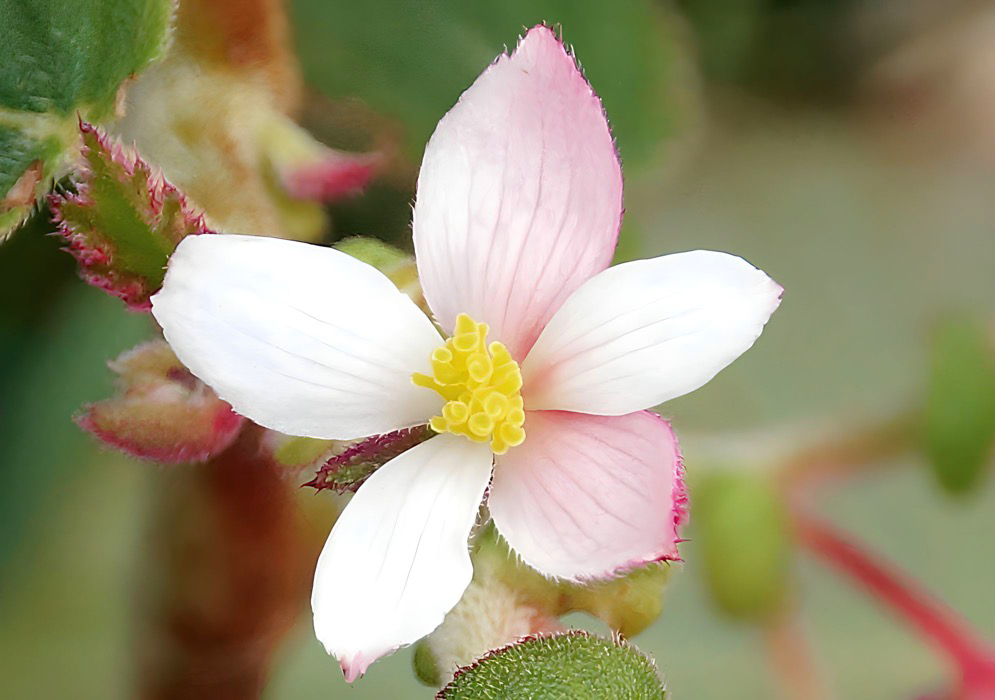 White Begonia fischeri flower with pink tinged petals and yellow stamens