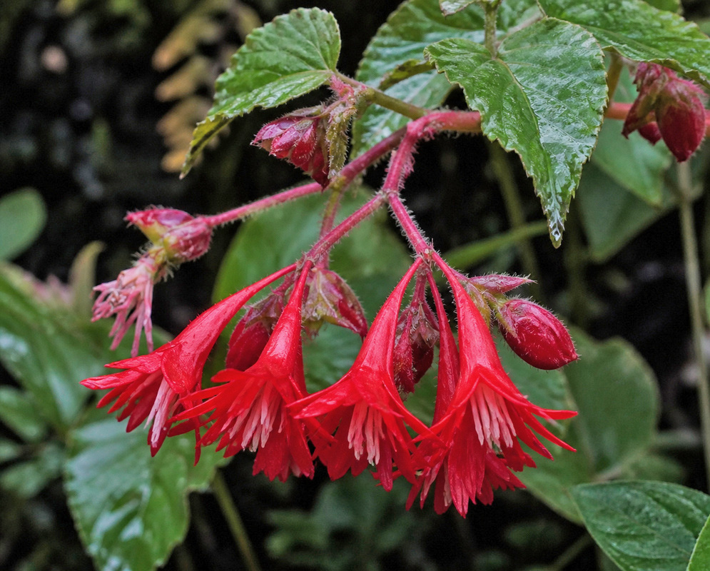 Begonia fuchsiiflora plant habit and foliage