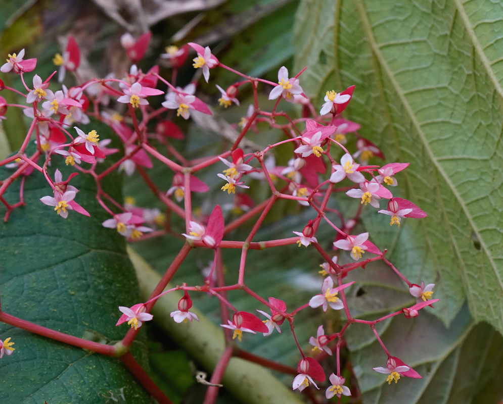 Begonia glabra flower cluster