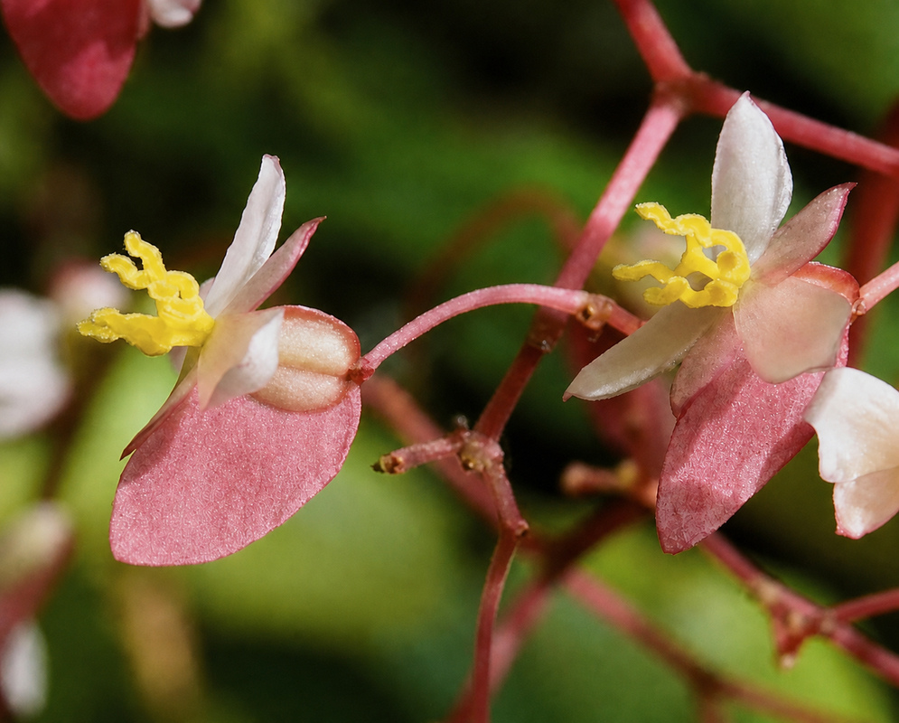 Begonia glabra Flower Begonia glabra flower