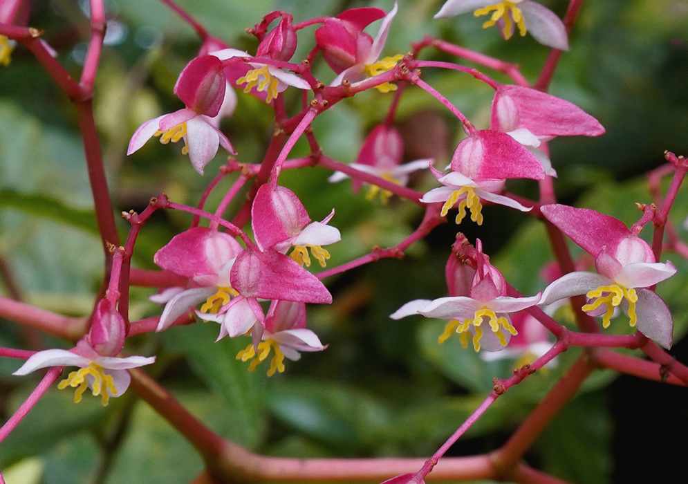 Begonia glabra Flowers Pink Begonia glabra flowers with pink coloration
