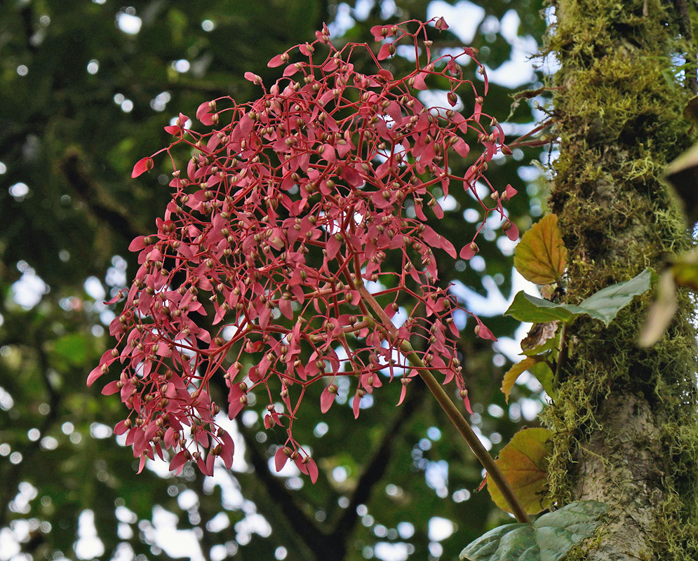 Begonia glabra Flowers Begonia glabra flowers