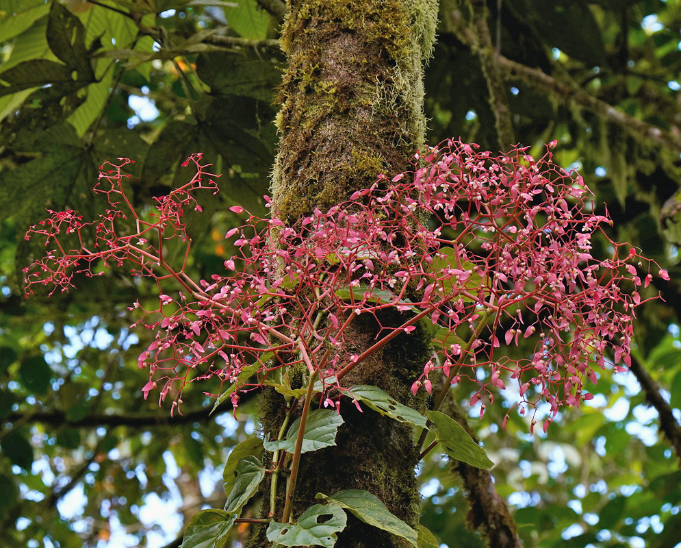 Begonia glabra Inflorescence Begonia glabra inflorescence