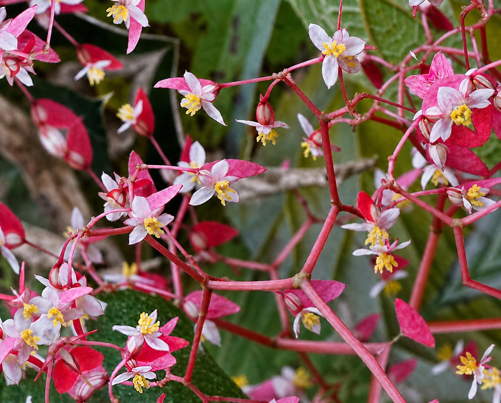 Begonia glabra Pink Flowers Begonia glabra pink flowers