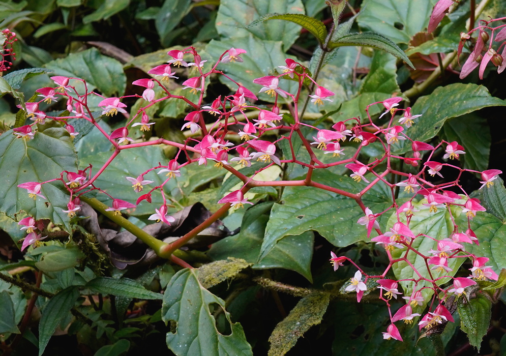 Begonia glabra Pink Inflorescence Begonia glabra pink inflorescence