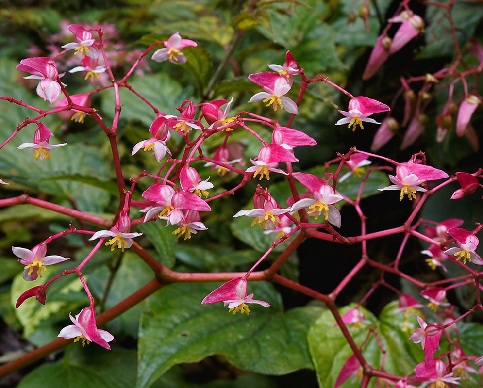 Begonia glabra Pink Begonia glabra pink flower detail