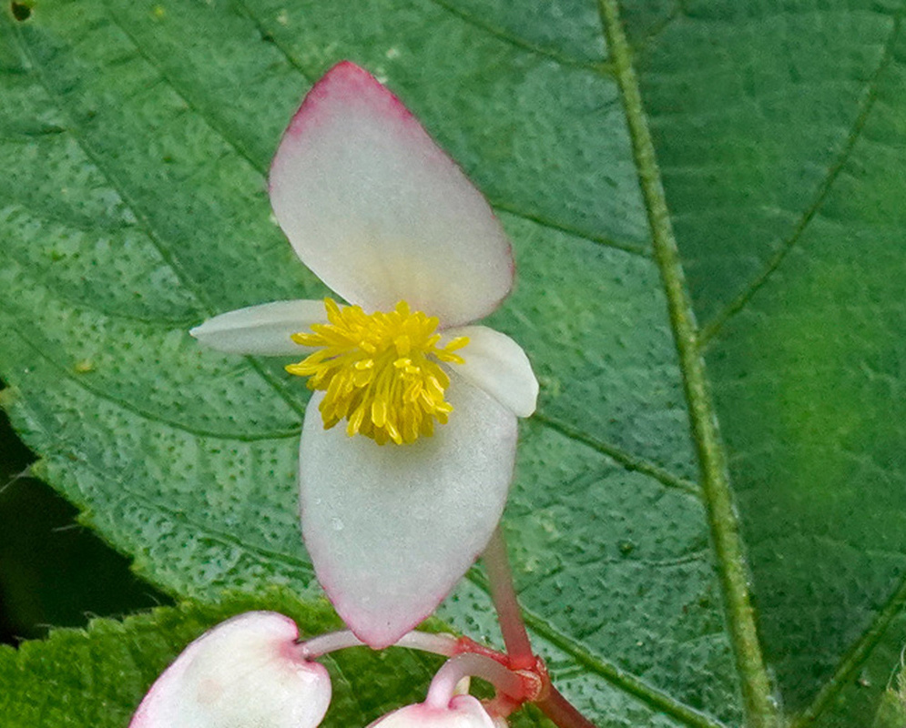 A white Begonia guaduensis flower with pink-edged tepals and a dense yellow center