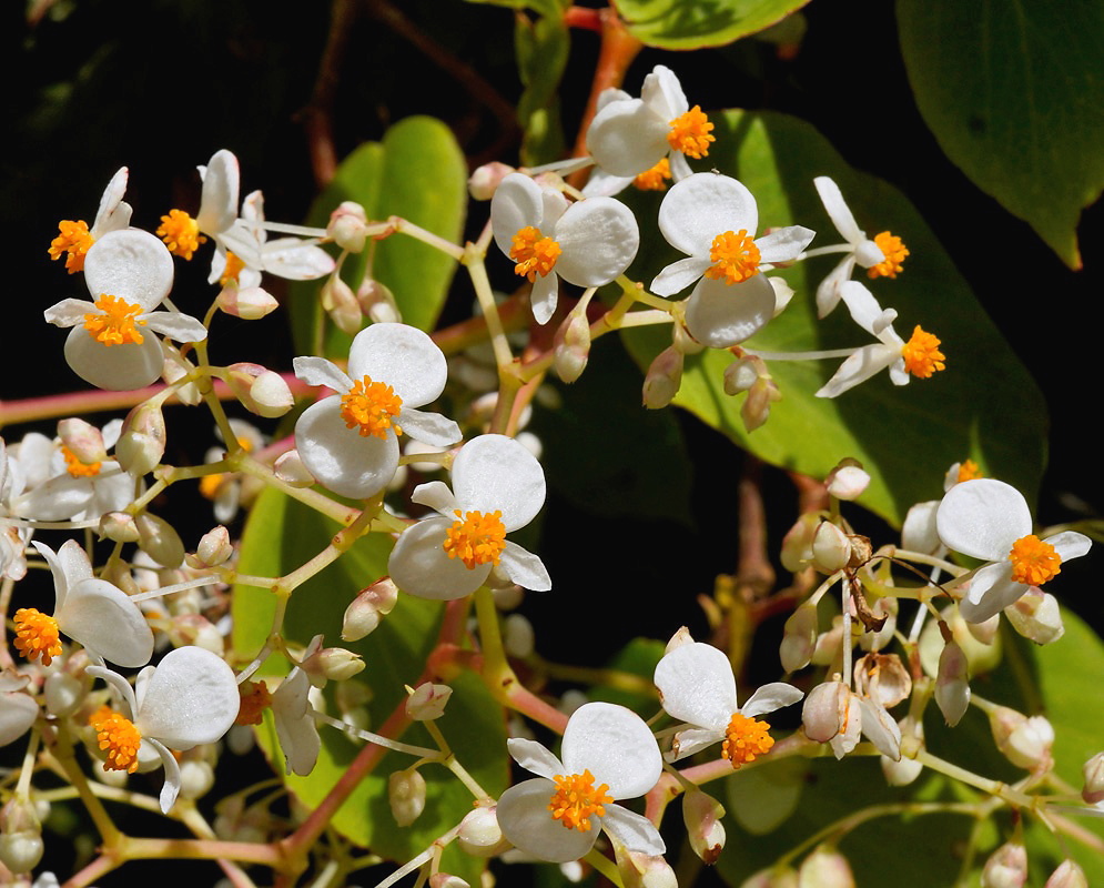 Delicate white flowers of Begonia holtonis with bright orange centers against green leaves