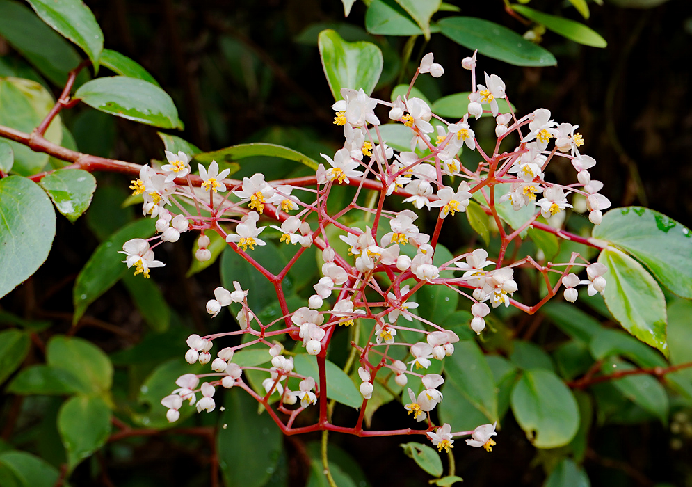 Begonia holtonis inflorescence with white flowers