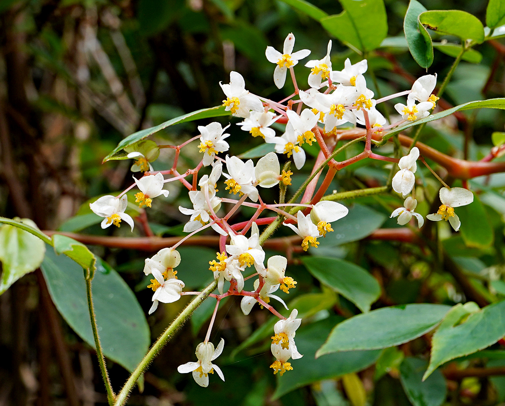 Begonia holtonis inflorescence with white flowers