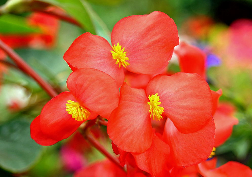Red Begonia flowers with yellow stamens