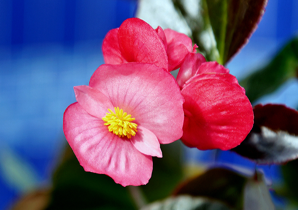 Beautiful pink Begonia flower with bright yellow stamen