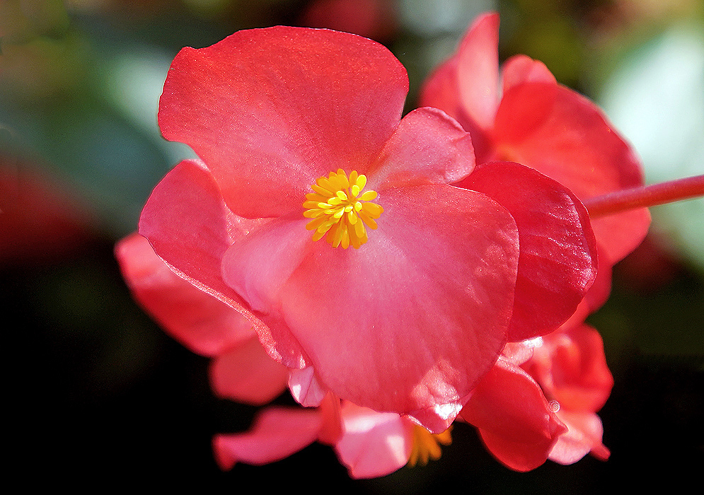 Red Begonia hybrid flower with yellow stamens in sunlight