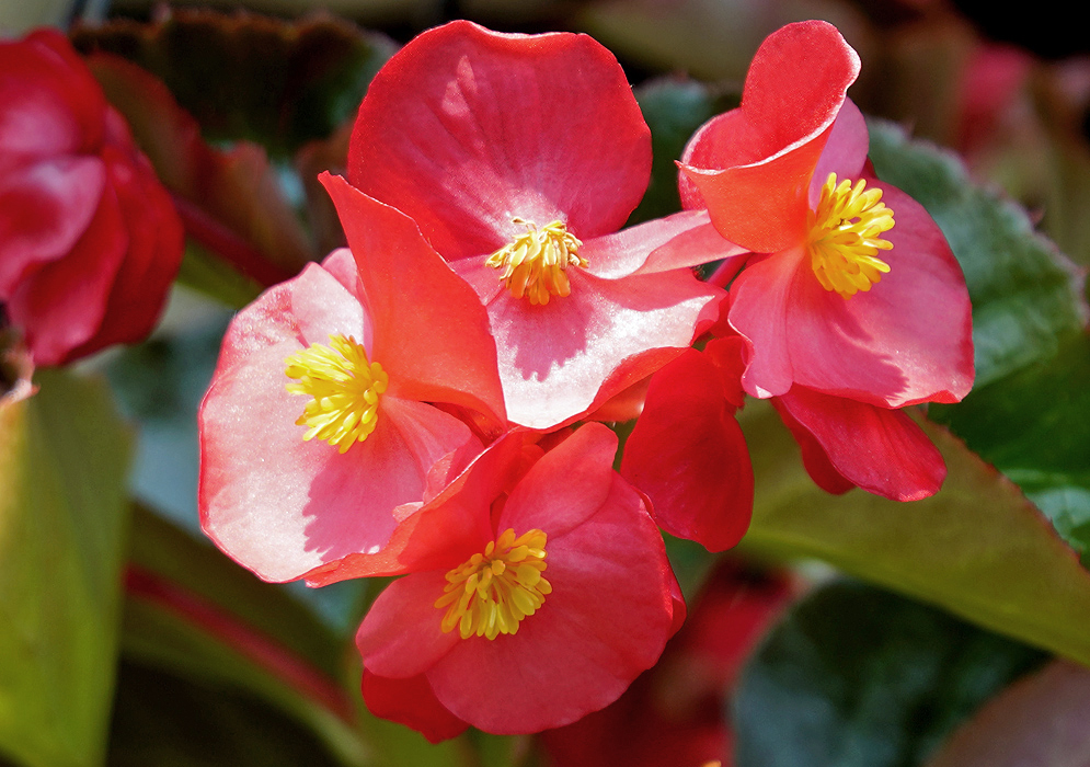 Four red Begonia hybrid flowers with yellow stamens