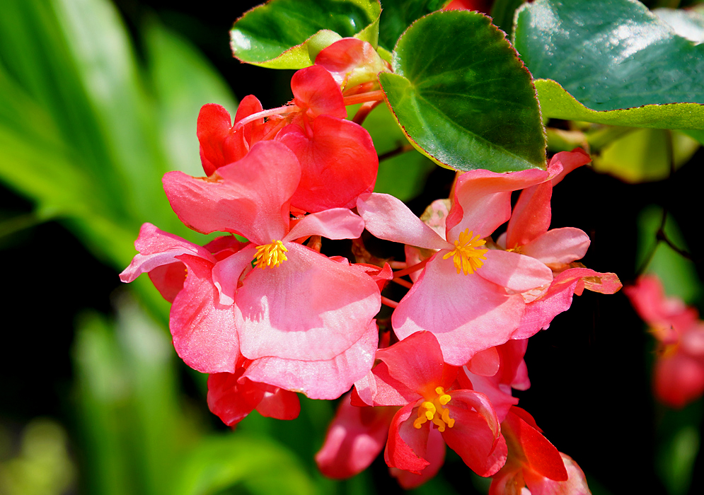 Two pink Begonia hybrid flowers with yellow stamens