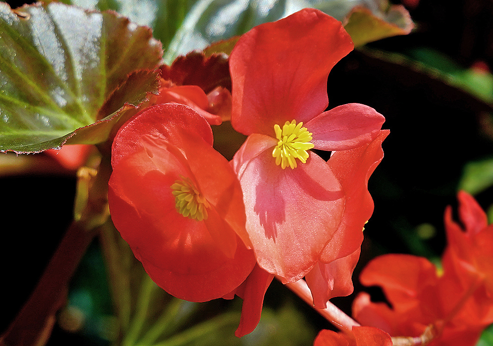 Two red Begonia hybrid flowers with yellow stamens