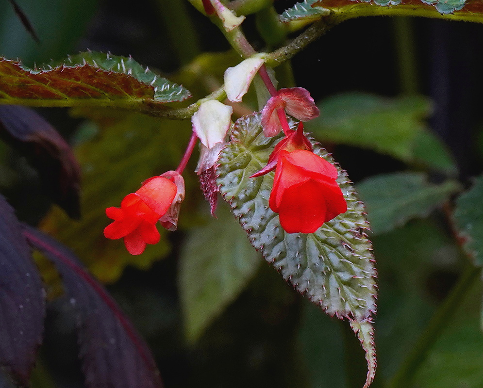 Begonia longirostris plant habit and foliage