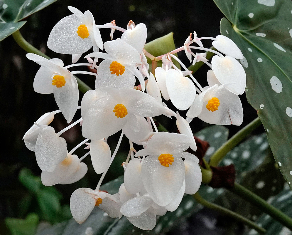 Begonia maculata cluster of white flowers with yellow centers hanging from thin stems, framed by dark green leaves marked with silvery spots