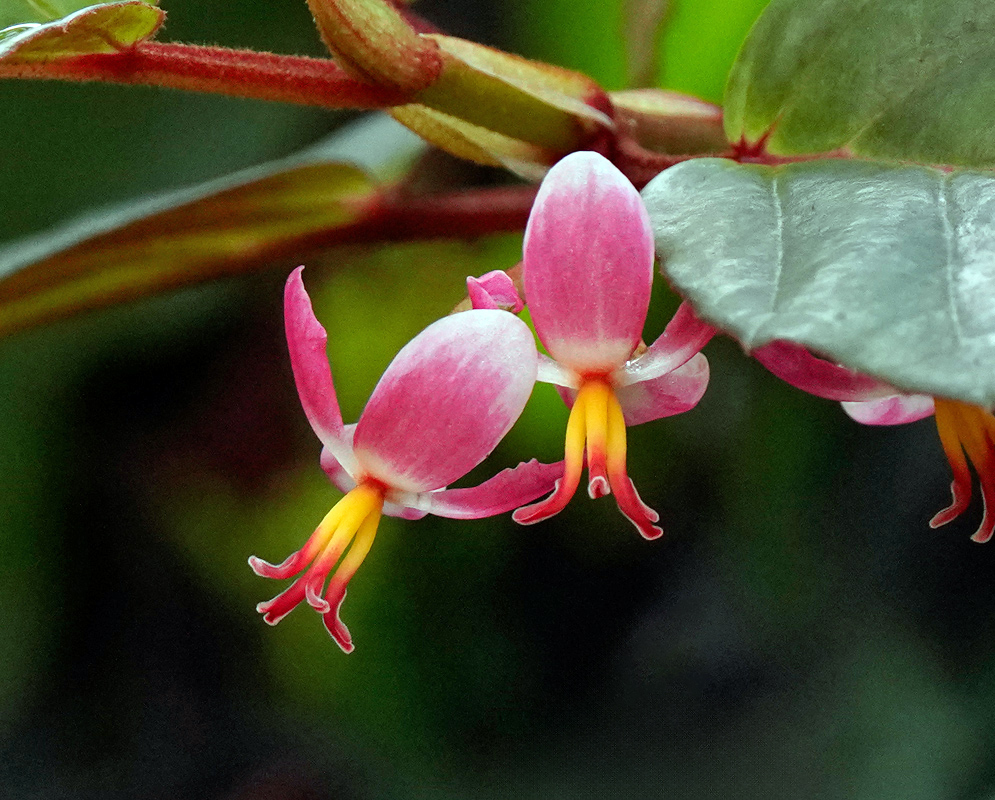 Begonia mannii pair of pendulous pink flowers with curved yellow and red stamens emerging from red stems beside glossy green leaves