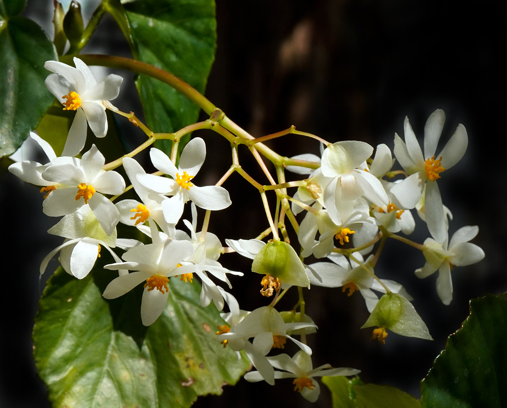 Begonia obliqua arching spray of white, star-shaped flowers with bright yellow centers and a few green, winged seed capsules hanging above glossy leaves