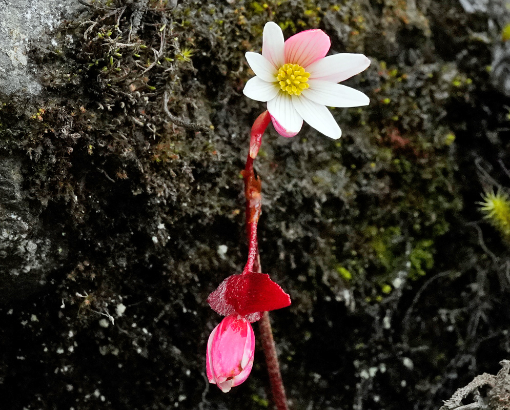 Begonia octopetala single white flower with a pink-tinged petal and yellow center atop a red stem, growing against a moss-covered rock with an unopened pink bud below