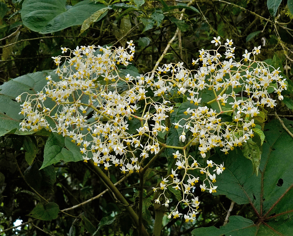 Begonia parviflora large branched cluster of small white flowers with yellow centers held above broad green leaves in a forest setting