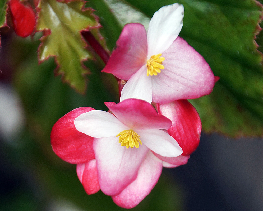 Begonia flower with white and pink petals and yellow stamen