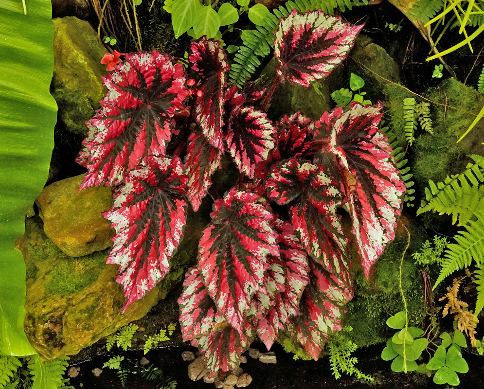 Begonia rex-cultorum plant with large, asymmetrical leaves marked in vivid red, dark green, and silver patterns, growing among moss-covered rocks and ferns